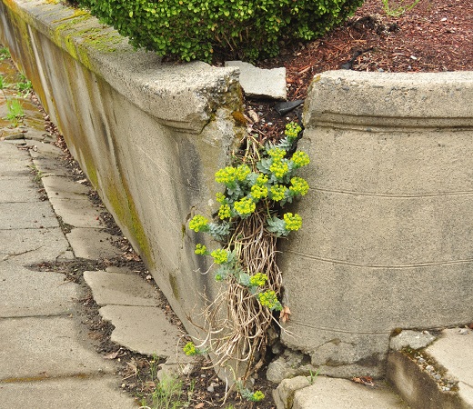 Failing Retaining Wall.jpg